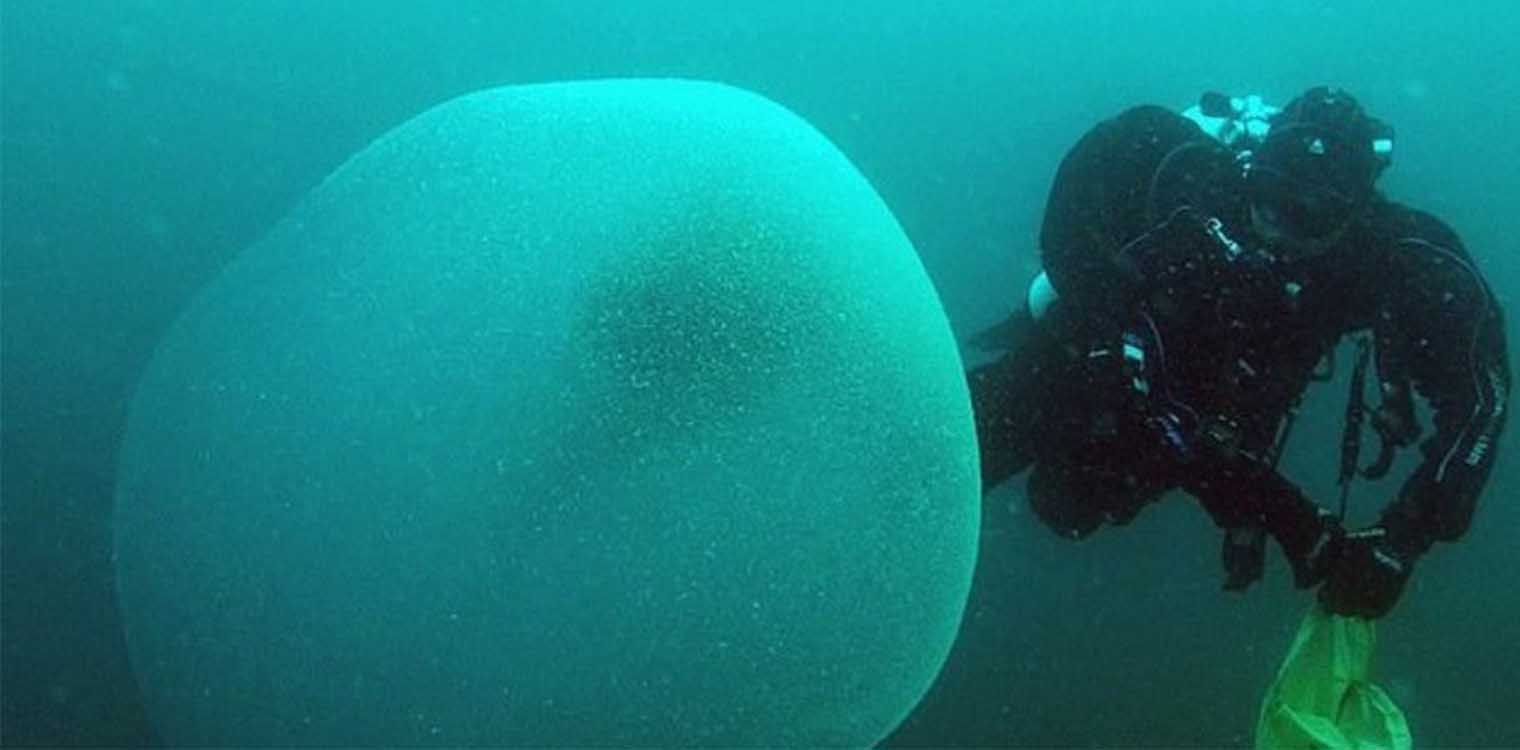 Νορβηγία: Μυστήριο με γιγαντιαίες μάζες στη θάλασσα που περιέχουν αβγά καλαμαριών (photos)