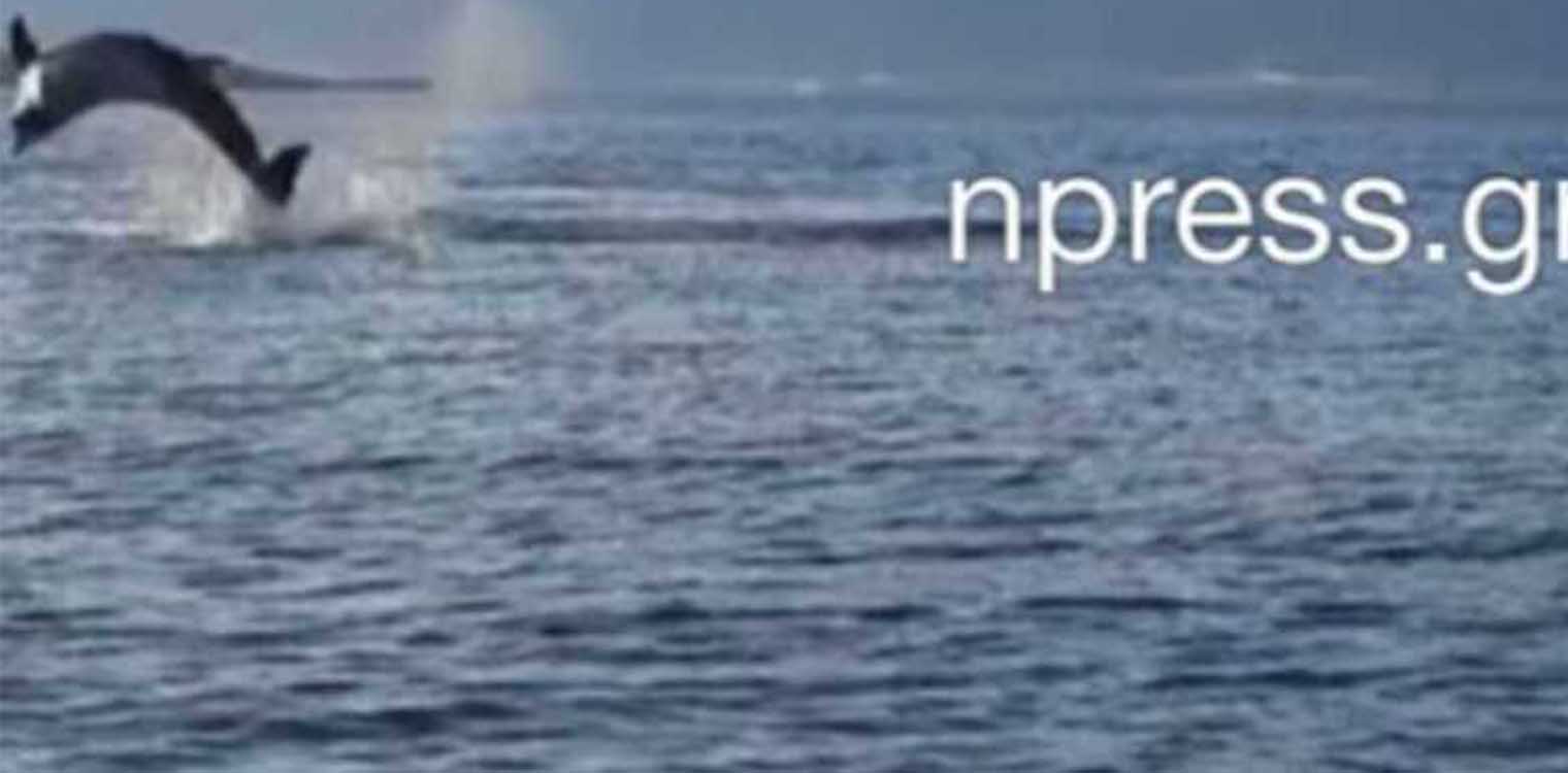 Ο εκπληκτικός "χορός" των δελφινιών στη Ναύπακτο (video)