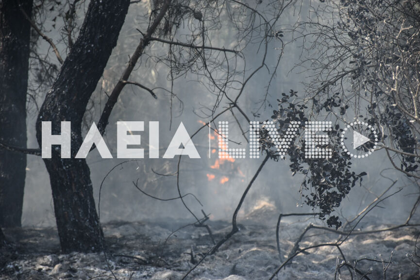 fotia xavari new 4