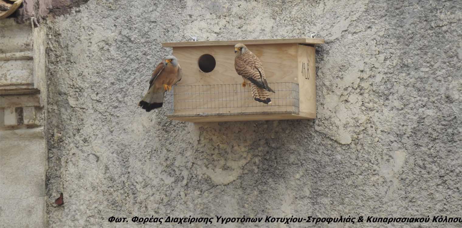 Φορέας Διαχείρισης Υγροτόπων Κοτυχίου - Στροφυλιάς: Ξεκίνησε η δράση για τα Κιρκινέζια - Falco naumanni