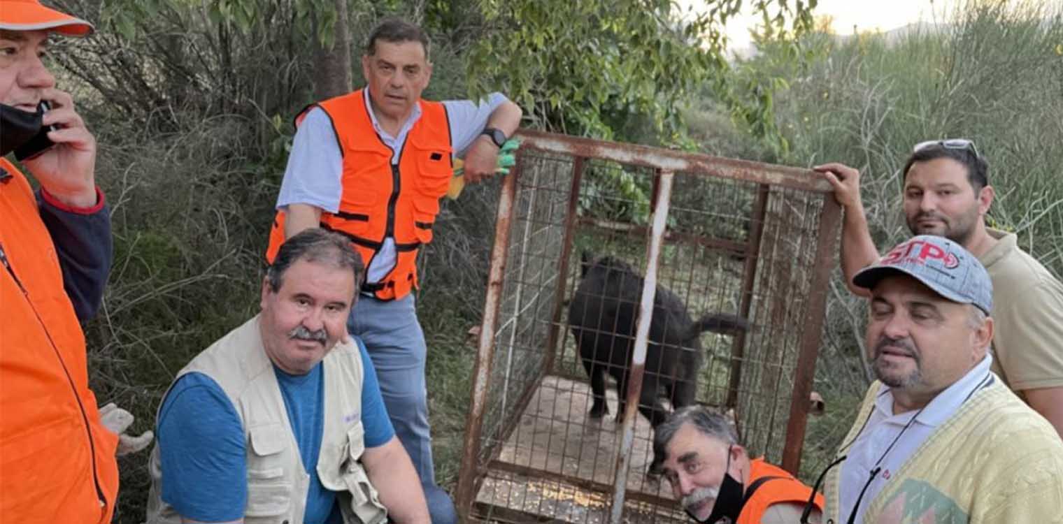 Θεσσαλονίκη: Πώς πιάστηκε το αγριογούρουνο που έκοβε βόλτες στην πλατεία Αριστοτέλους