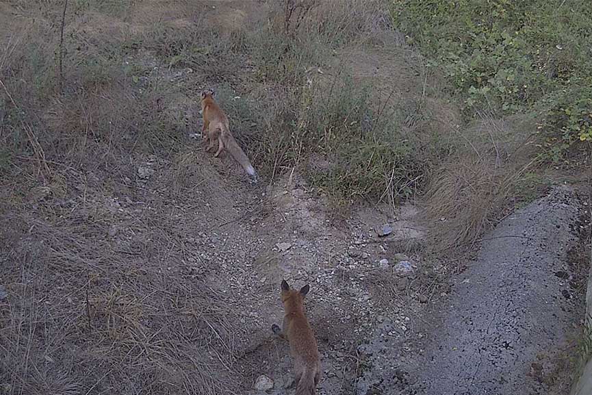 COSMOTE LIFE SAFE CROSSING FOX