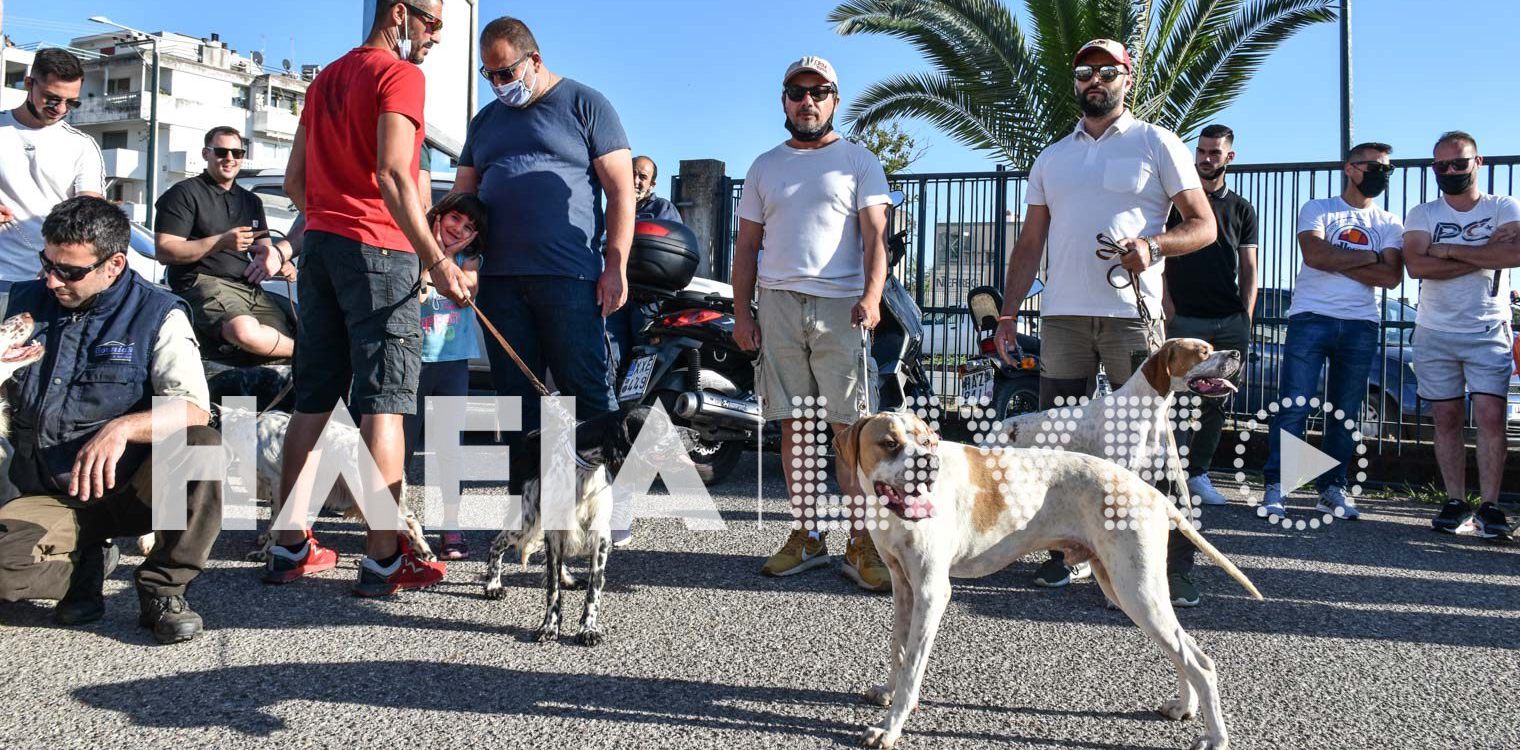 Ηλεία: Αντίθετοι στις στειρώσεις κυνηγετικοί και κυνοφιλικοί σύλλογοι