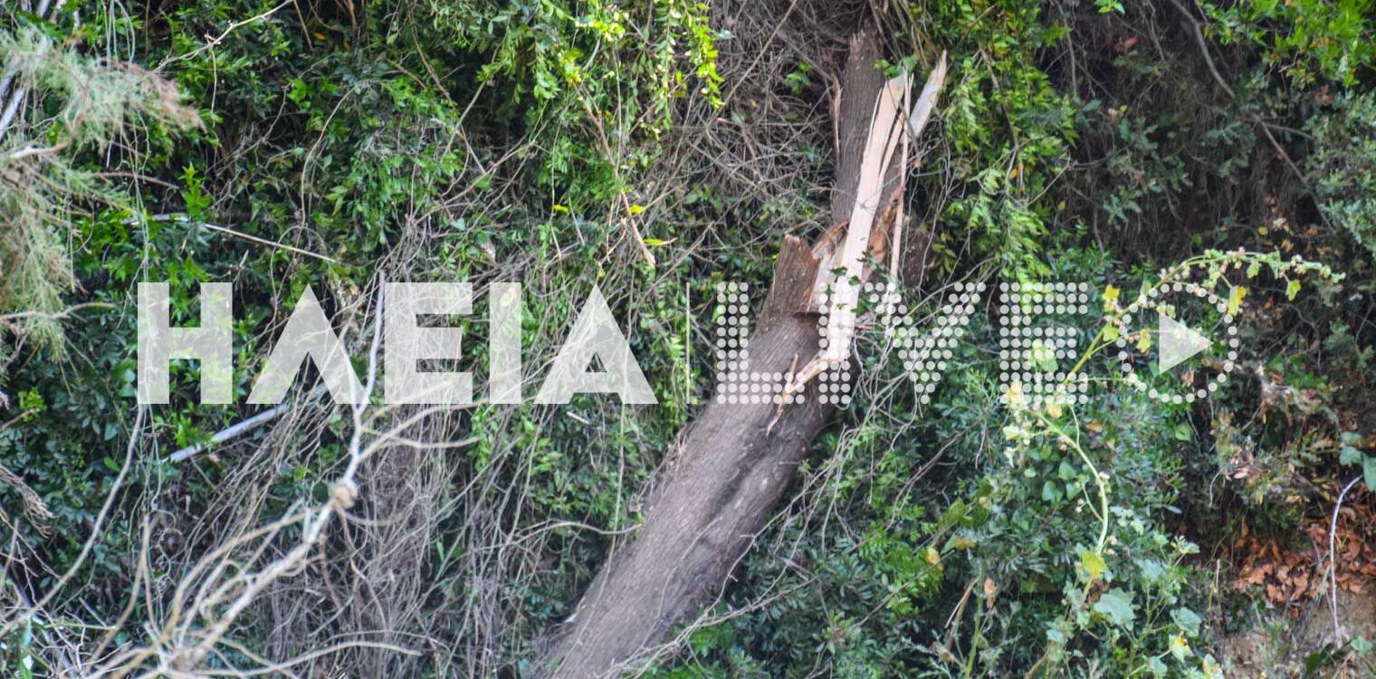 Κρέστενα: Ατύχημα με κοπή δέντρου - 43χρονος υπέστη ηλεκτροπληξία - Χωρίς ρεύμα η περιοχή