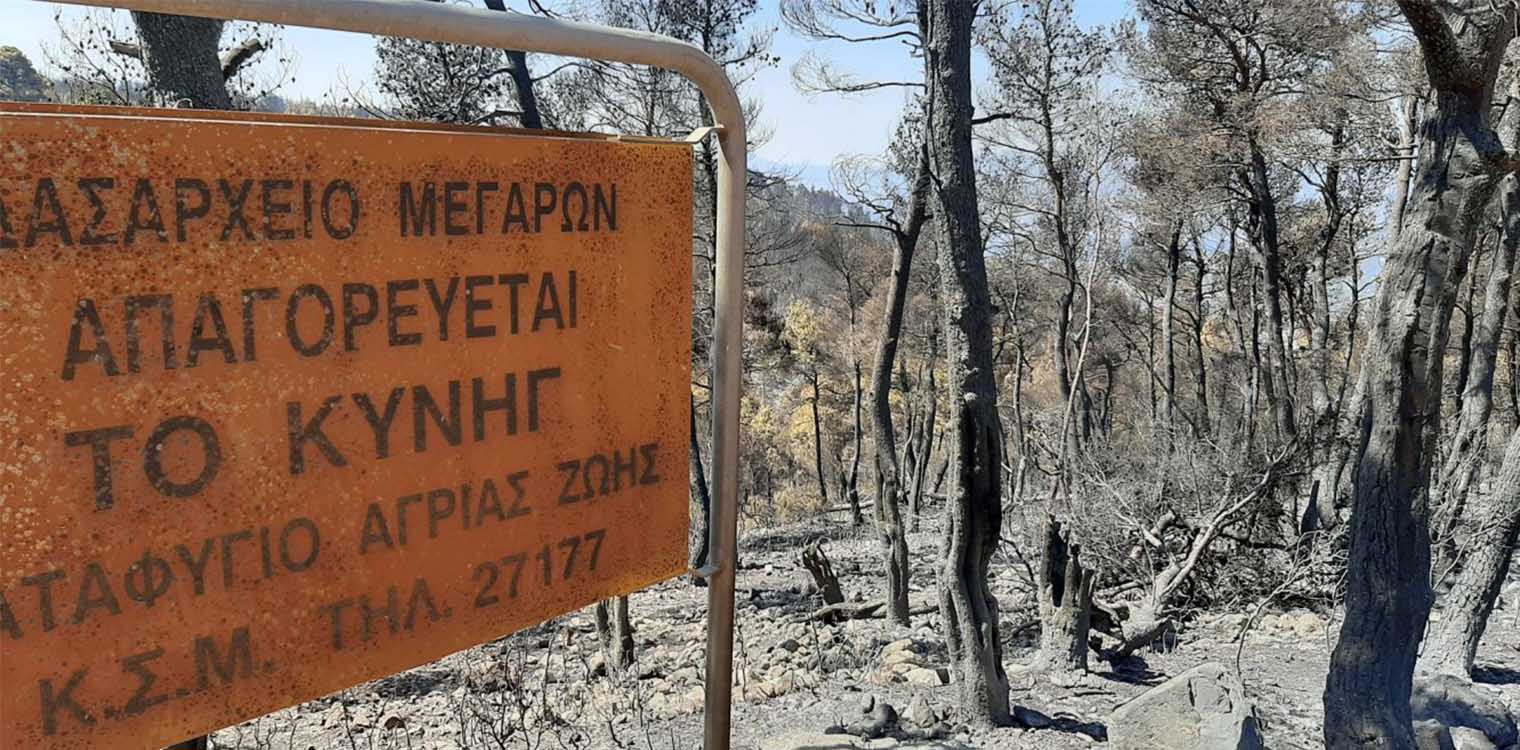 Φωτιά στο Σχίνο - Οδοιπορικό: Προσπαθούσαν να μας κάψουν εδώ και τρία χρόνια - Eμπρησμός 100%