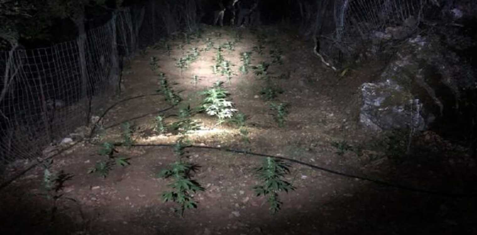 Κρήτη: Μέσα στη νύχτα βρήκαν φυτεία με 81 χασισόδεντρα στον Μυλοπόταμο