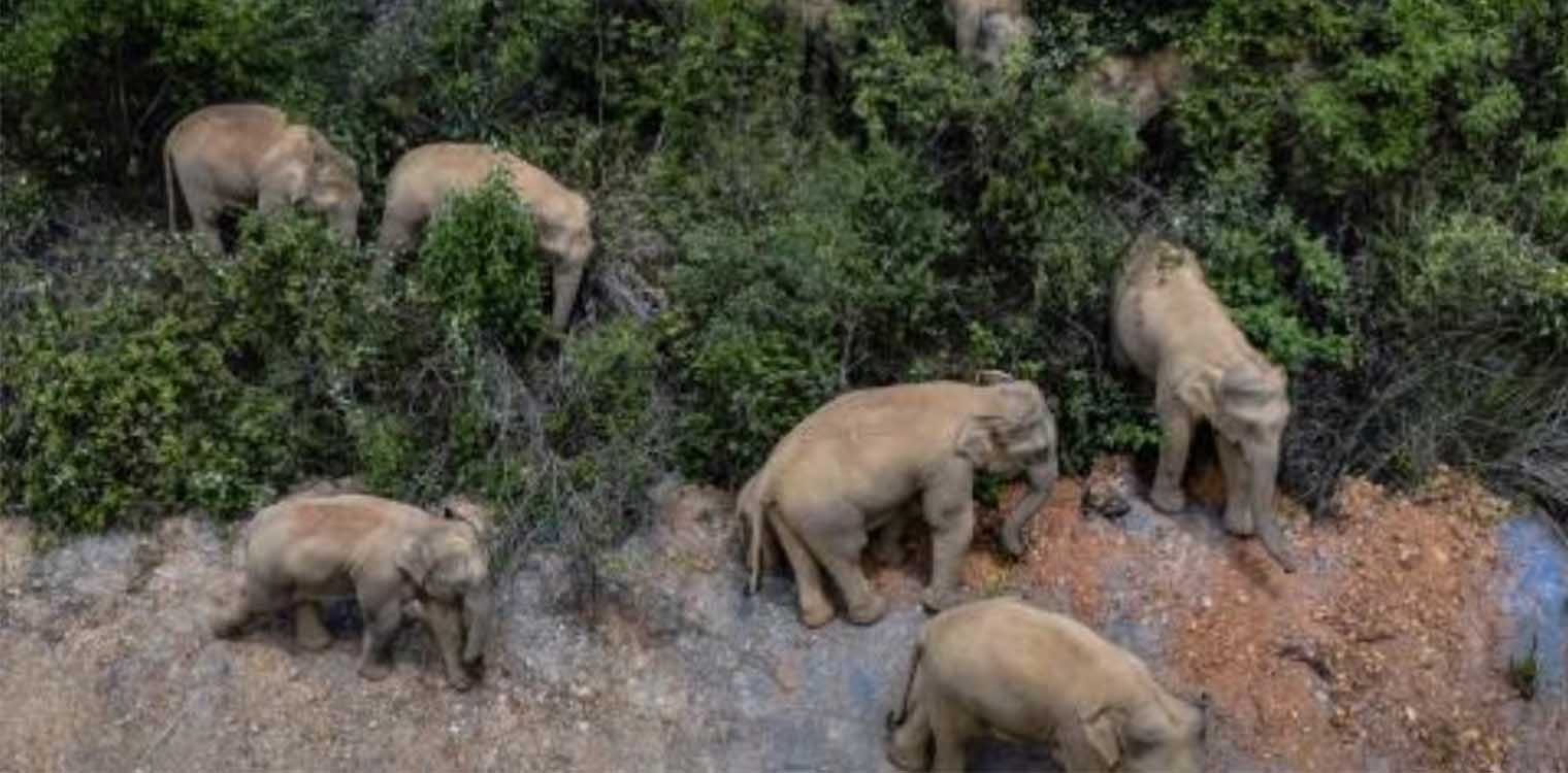 «Σαρώνουν» τα πάντα οι ασιατικοί ελέφαντες που έγιναν viral για τον ύπνο τους - Περιπλανώνται στο άγνωστο, ένας «ξεστράτισε» από το κοπάδι