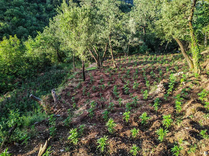 futeia rovia 10