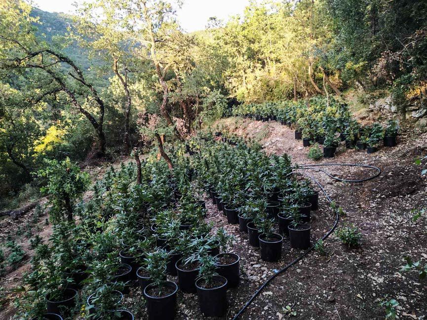 futeia rovia 6