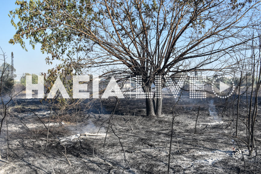 fotia lexaina 4
