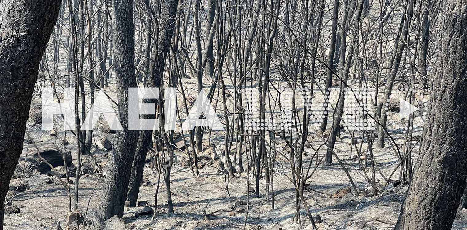 Στάχτη το πανέμορφο δάσος της Νεμούτας (photo)