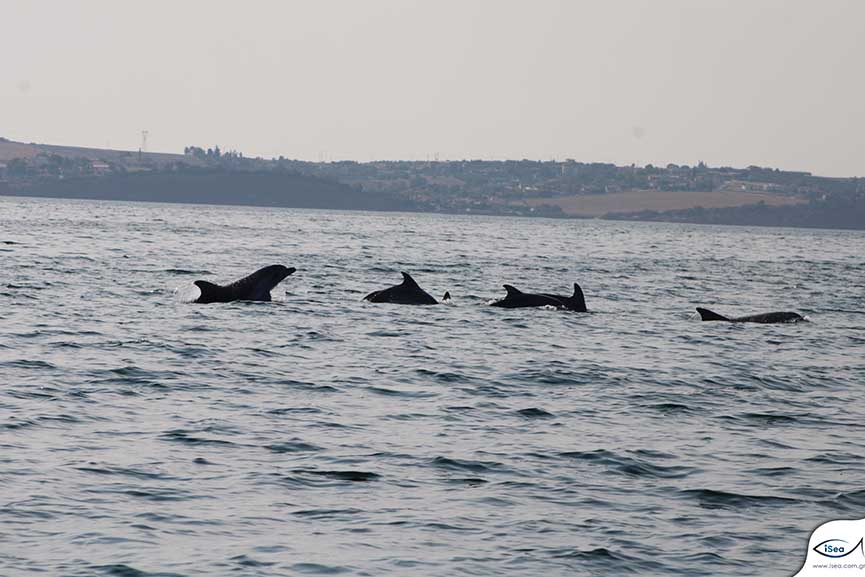 delfinia thermaikos 3 ape