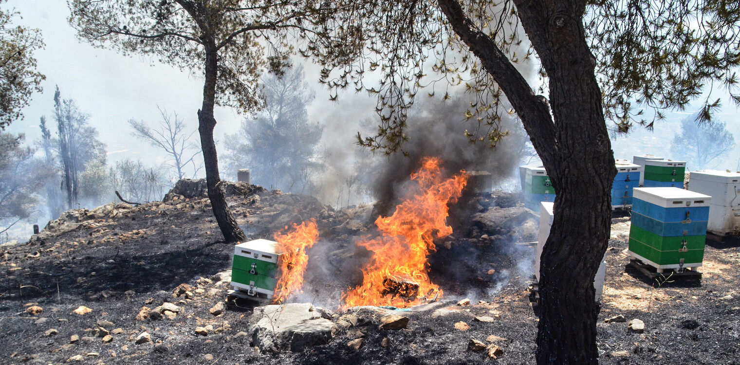 Οι πυρκαγιές πλήγμα για τους Ηλείους μελισσοκόμους
