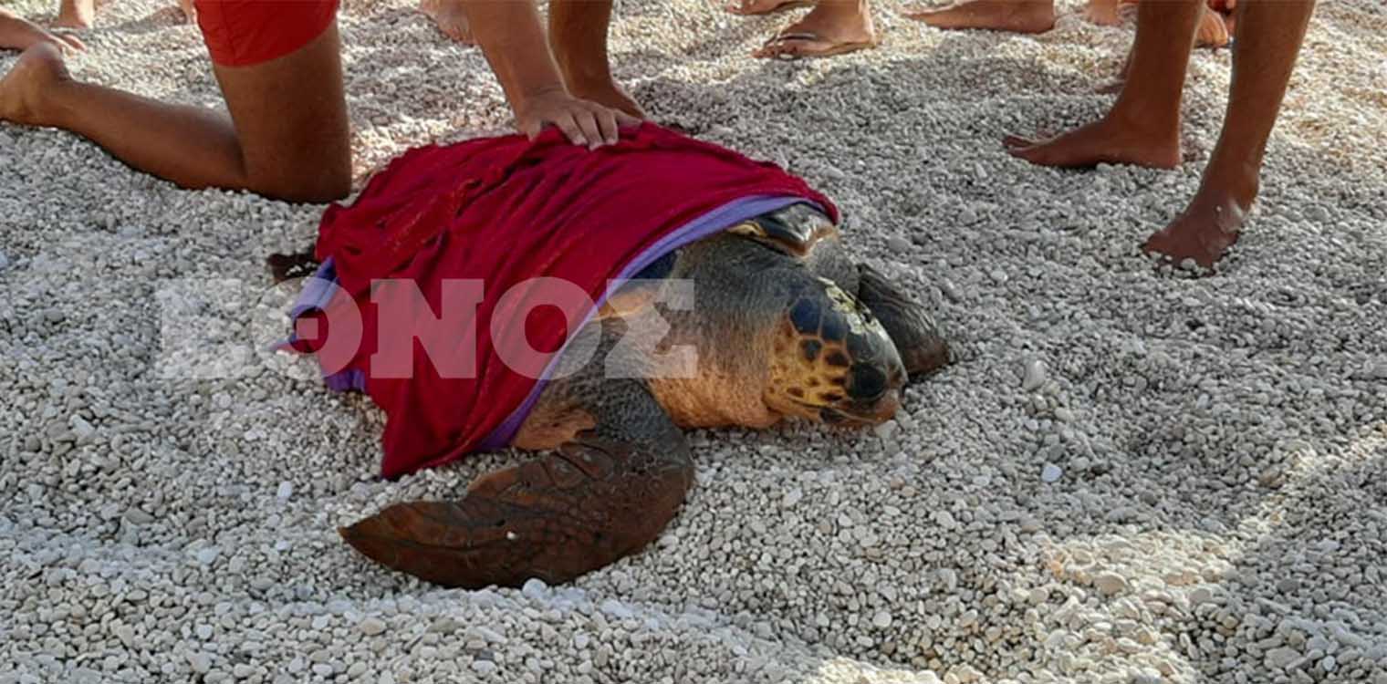 Κεφαλονιά: Σοκ στον Μύρτο με καρέτα καρέτα που βγήκε στην παραλία χτυπημένη στο κεφάλι