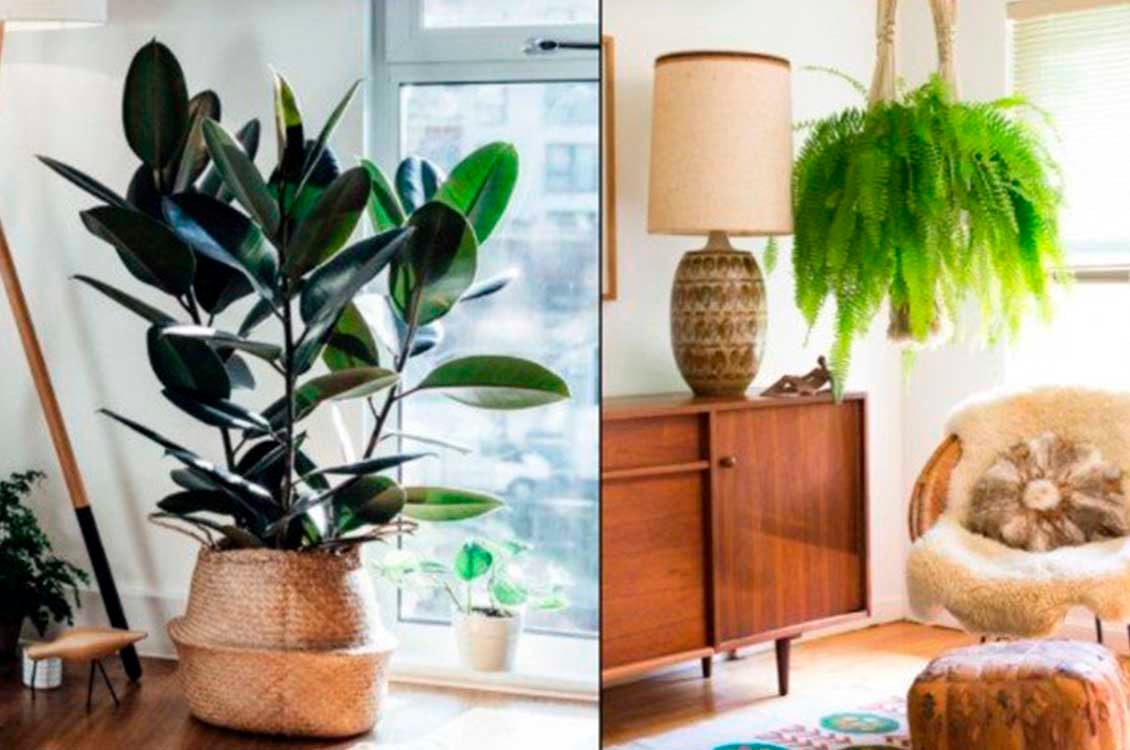 5 Ανθεκτικά φυτά για να διακοσμήσεις το σπίτι σου!