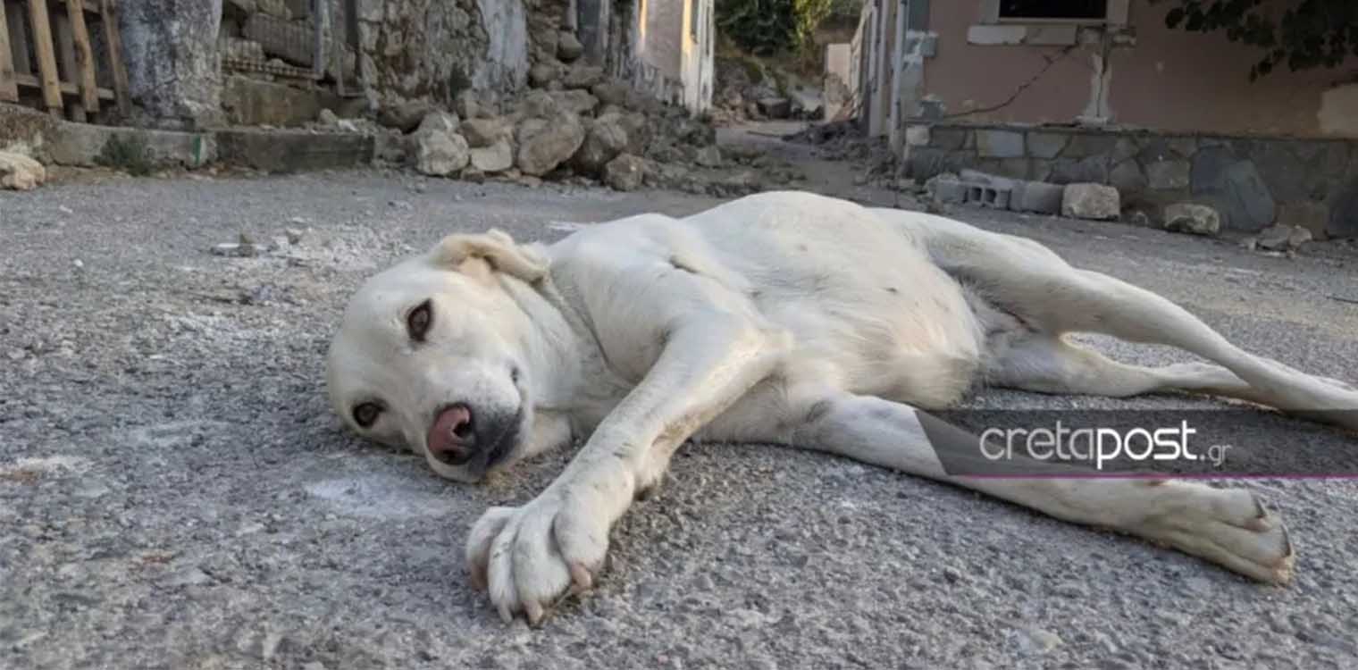 Σεισμός στην Κρήτη: Ένας σκύλος, ο τελευταίος κάτοικος στο ισοπεδωμένο Χουμέρι
