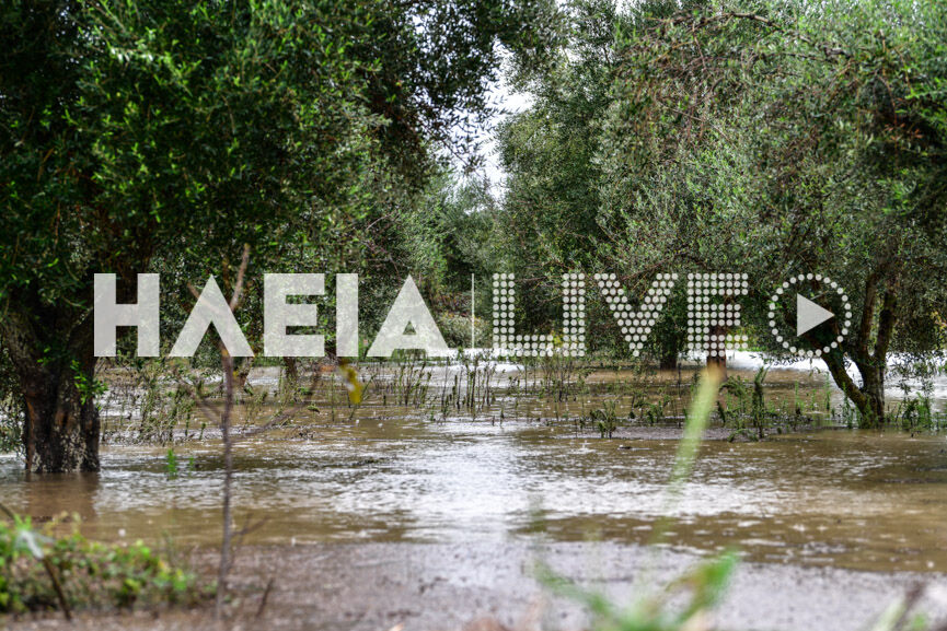 savalia 3