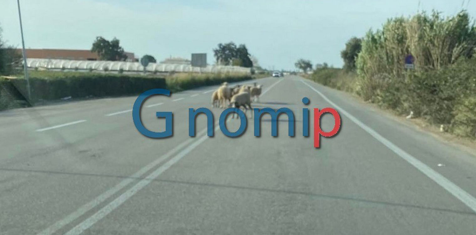 Πρόβατα “βγήκαν” βόλτα στην Πατρών - Πύργου