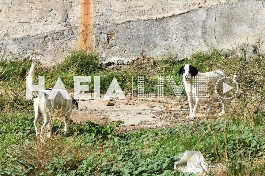 adespota epitaliou 3