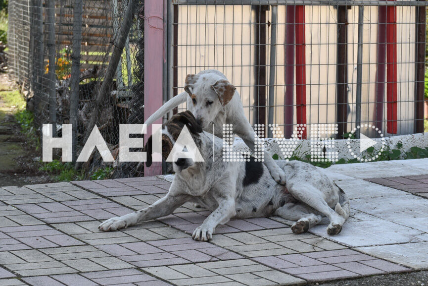 adespota epitaliou 4