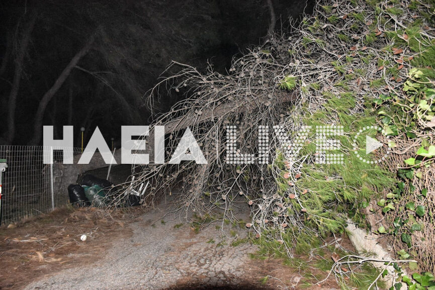 mouteli tree 3