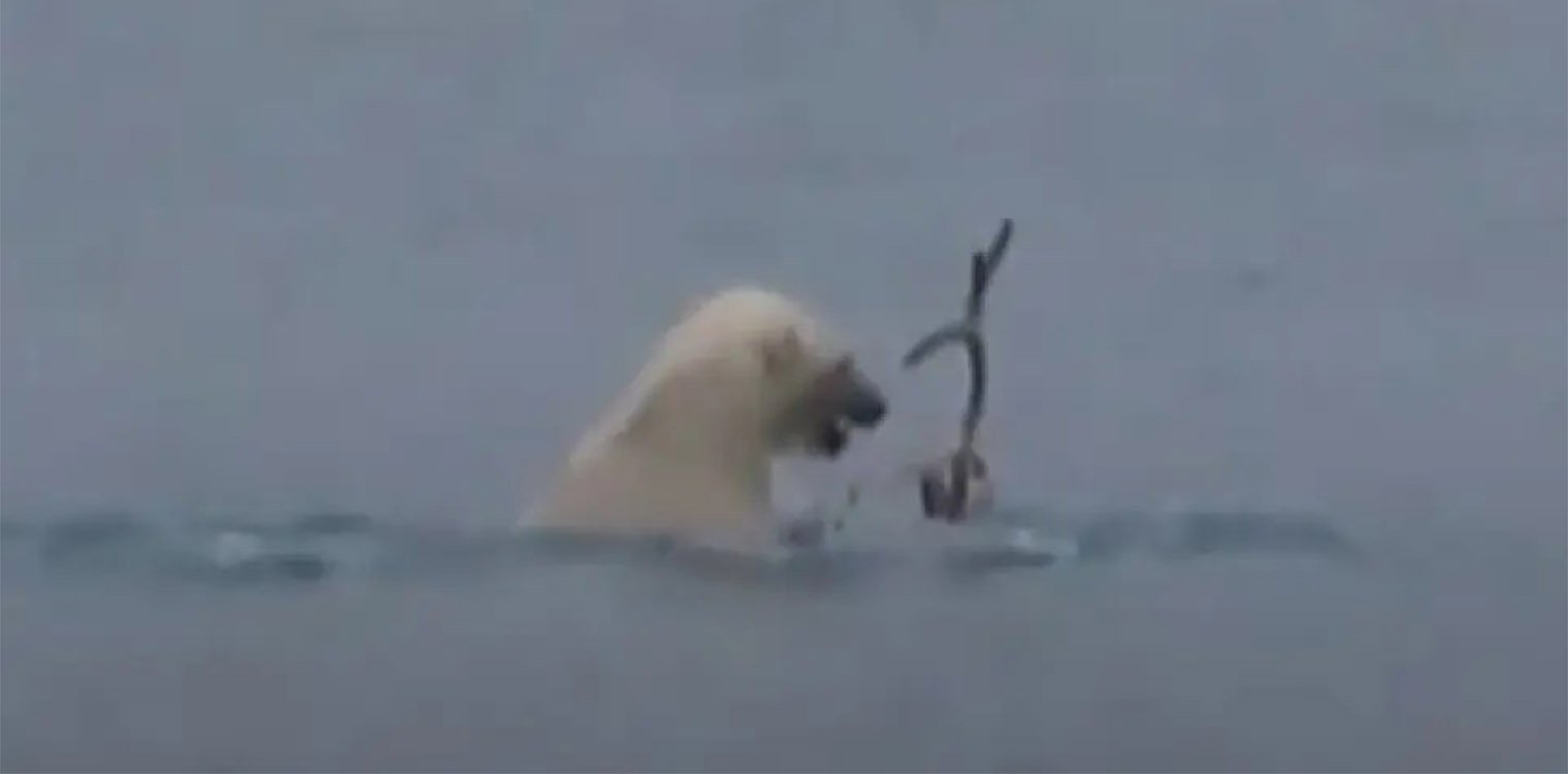 Πολική αρκούδα πνίγει και τρώει τάρανδο σε «σπάνια» σκηνή που ίσως συνδέεται με την κλιματική αλλαγή
