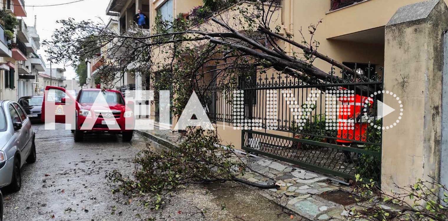 Πύργος: Πτώση δέντρου μέσα σε αυλή σπιτιού