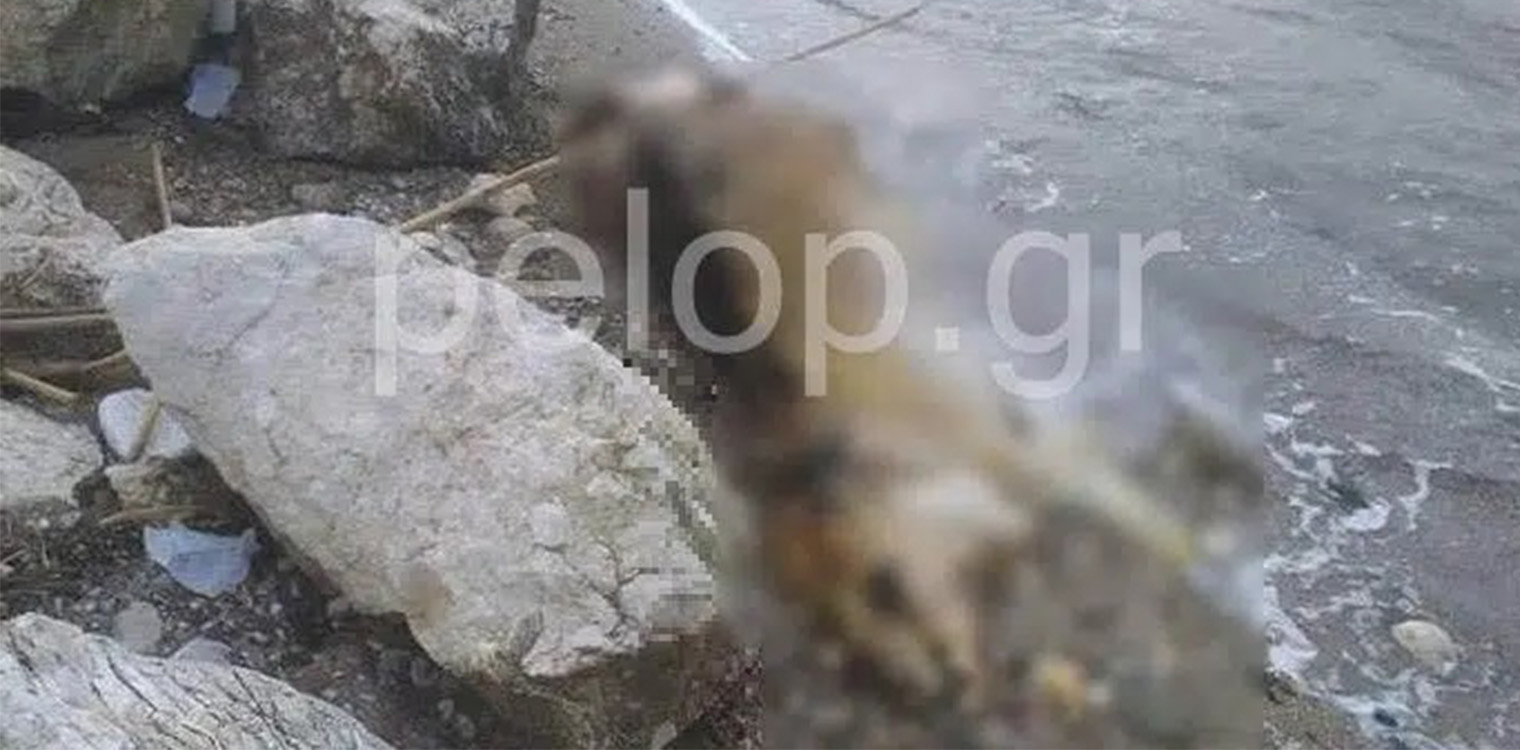 Πάτρα: Νεκρή αγελάδα ξεβράστηκε στην Παραλία