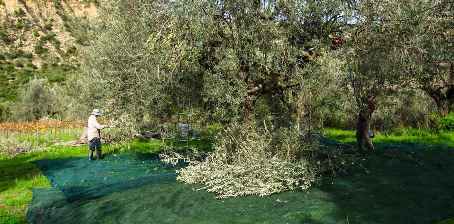 Μεσσηνία: Εκλεψαν 350 κιλά ελιές και πανιά από χωράφι