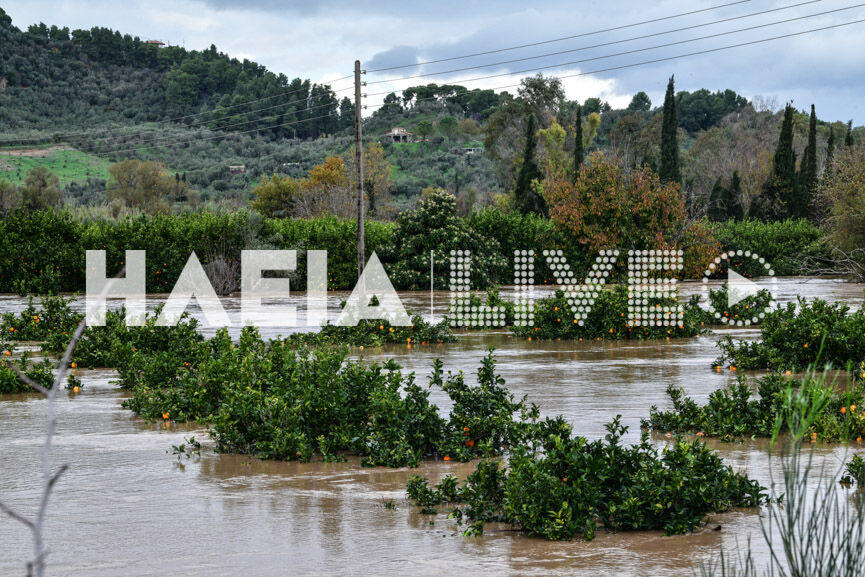 kaluvakia plimmires 6