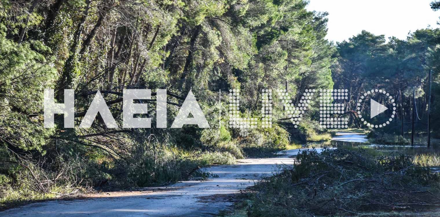 Κουνουπέλι: Η κακοκαιρία "ξερίζωσε" το δάσος... (photos)