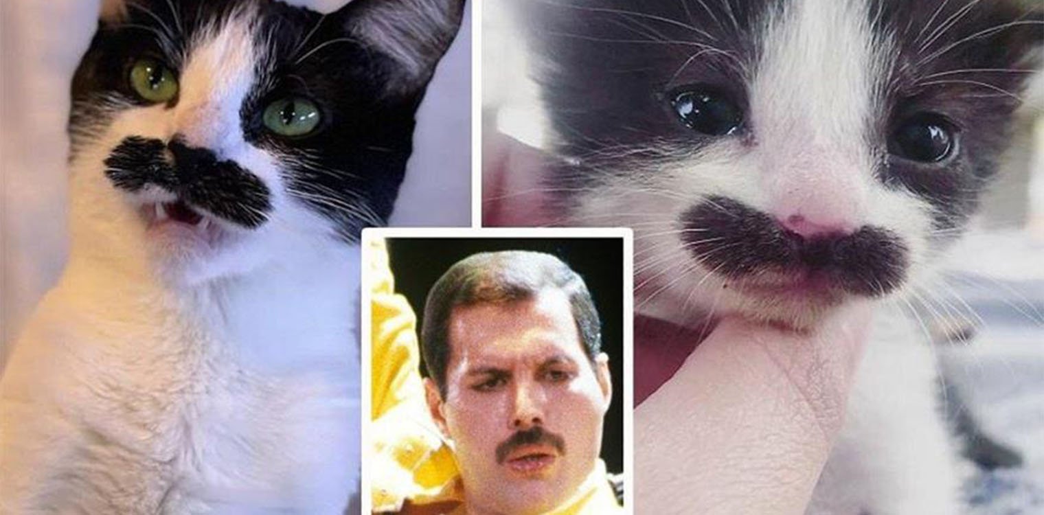 Αν ο Φρέντι Μέρκιουρι ήταν γάτα - Το χαριτωμένο κατοικίδιο με το μουστάκι που λάτρεψε το διαδίκτυο