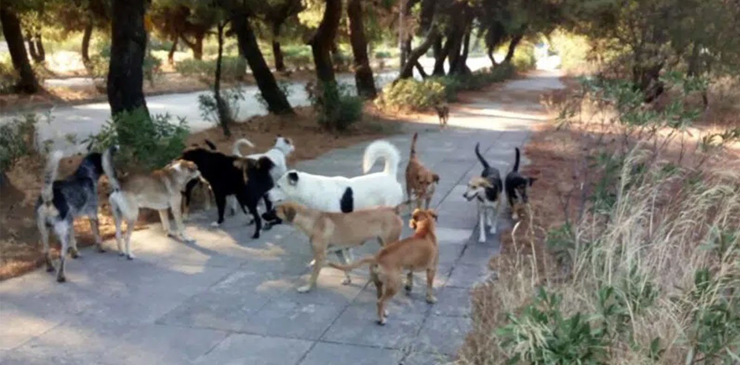 Πάτρα - Πανεπιστήμιο: Τη δάγκωσαν, αλλά πρόλαβε να τρέξει - Περιπέτεια φοιτήτριας με αδέσποτα