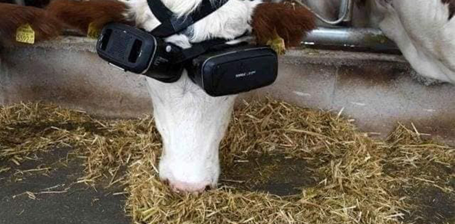 Τουρκία: Κτηνοτρόφος βάζει τις αγελάδες του να φορούν γυαλιά VR