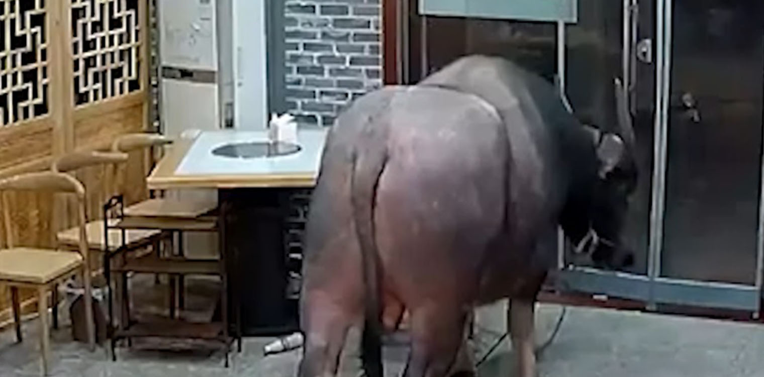 Πέντε viral videos που θα σάς φτιάξουν τη μέρα