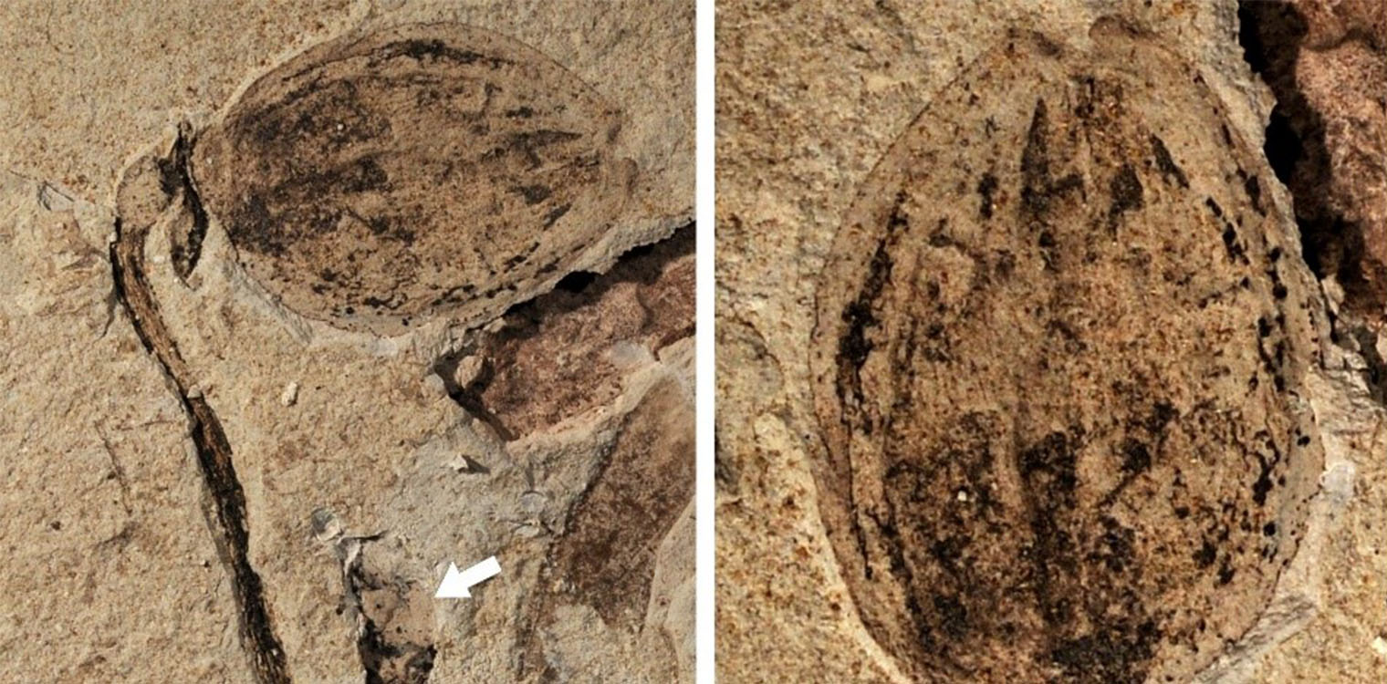 Ανακαλύφθηκε στην Κίνα το αρχαιότερο στον κόσμο απολιθωμένο μπουμπούκι λουλουδιού ηλικίας 164 εκατομμυρίων ετών