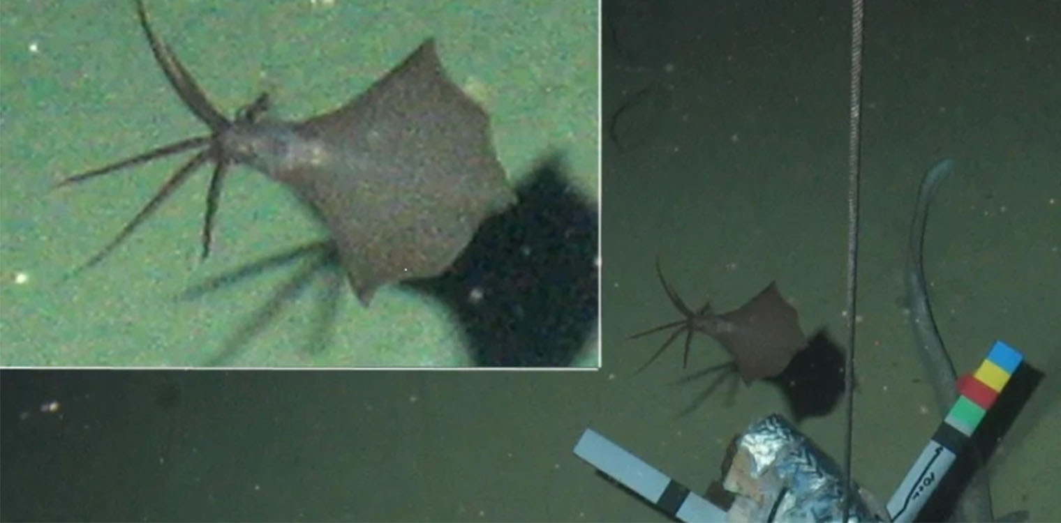Καλαμάρι βρέθηκε να ζει 6.200 μέτρα κάτω από τη θαλάσσια επιφάνεια
