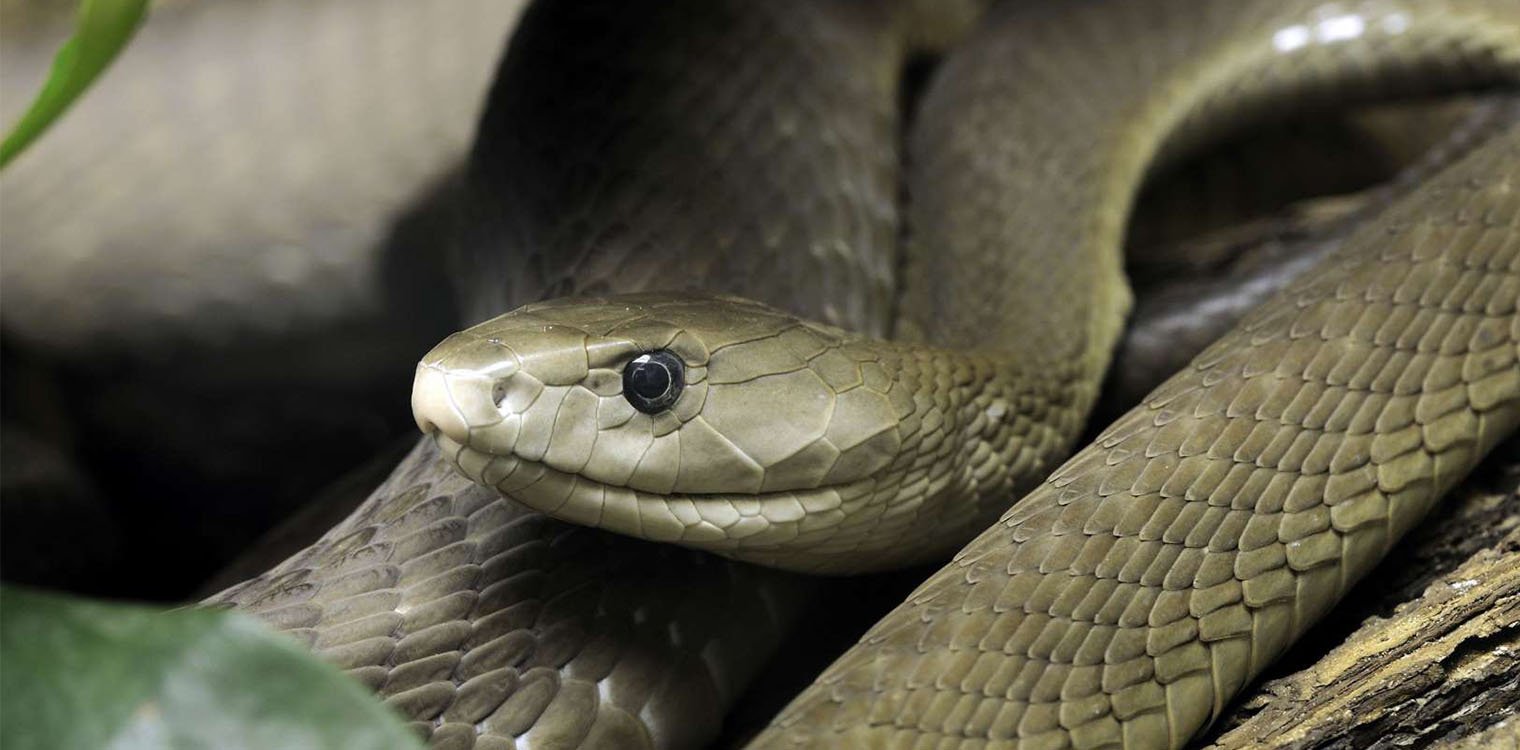 ΗΠΑ: Άνδρας βρέθηκε νεκρός μέσα στο σπίτι του με 100 φίδια γύρω του