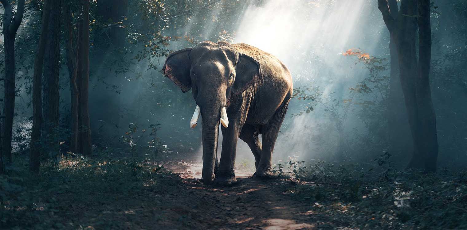 Ουγκάντα: Ελέφαντας ποδοπάτησε και σκότωσε Σαουδάραβα τουρίστα κατά τη διάρκεια ενός σαφάρι 