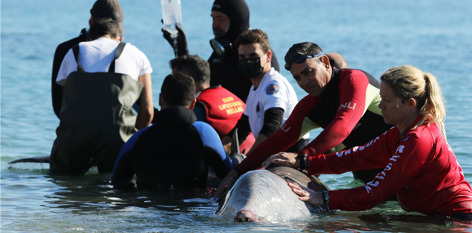 Κινδυνεύει η ζωή της μικρής φάλαινας - Με κάκωση στο ρύγχος, όσα έδειξαν οι εξετάσεις