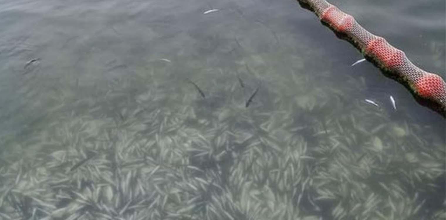 Κακοκαιρία Ελπίς: Νεκρά από το κρύο περίπου 370.000 ψάρια 12 ειδών στη Λιμνοθάλασσα Δρεπάνου