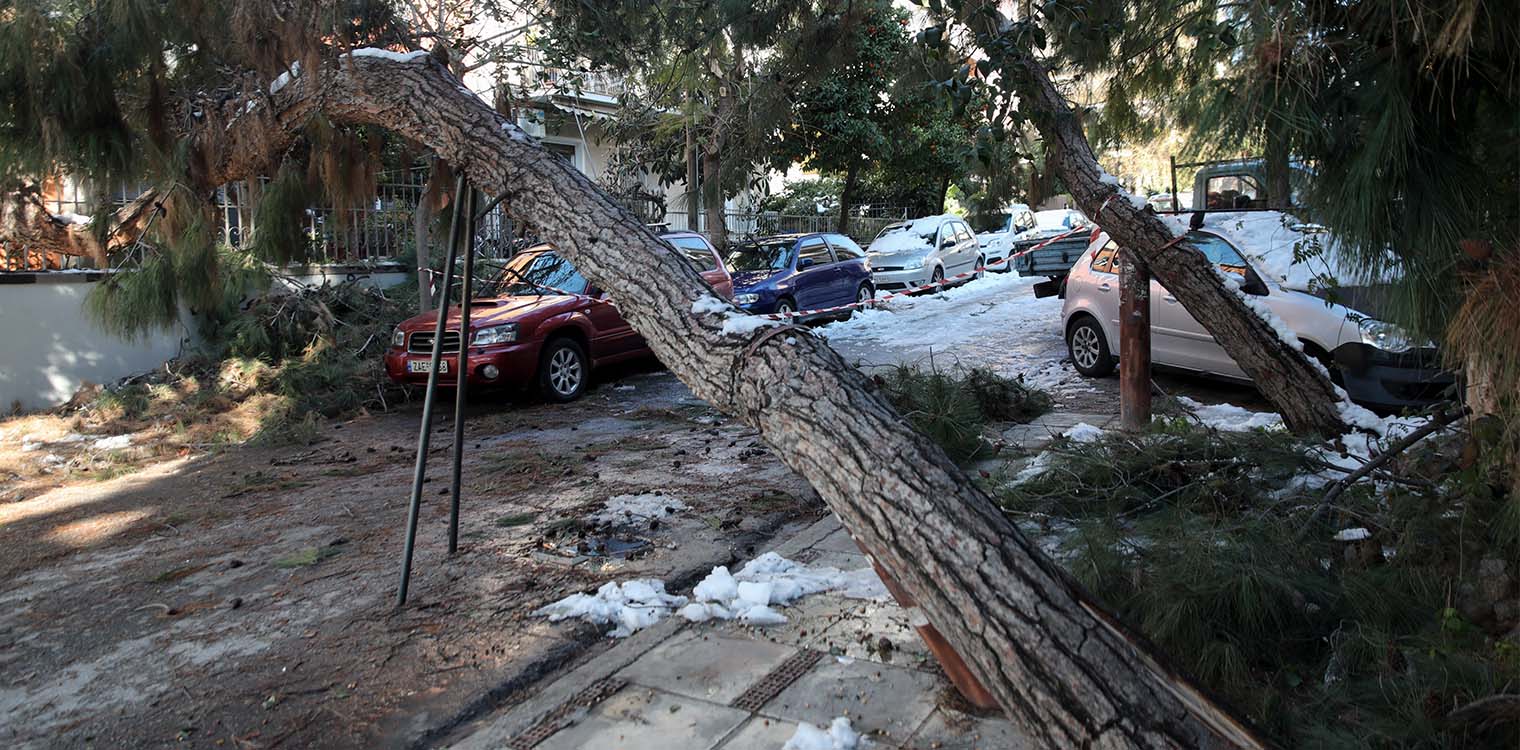 Δήμος Αθηναίων: Αποζημίωση για αυτοκίνητα που υπέστησαν ζημιές από πτώσεις δέντρων
