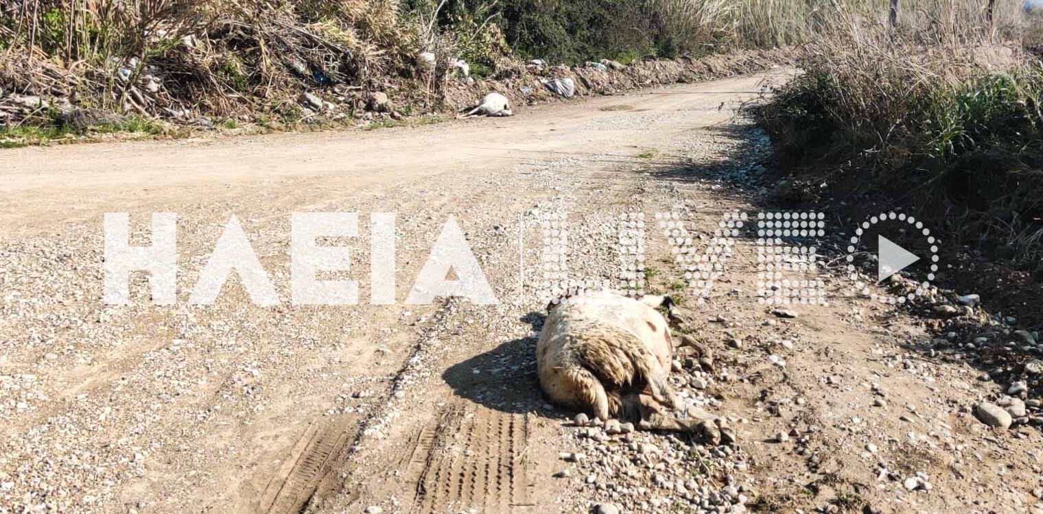 Επιτάλιο: Εντοπίστηκαν νεκρά πρόβατα σε αγροτικό δρόμο - Έφεραν τραύματα