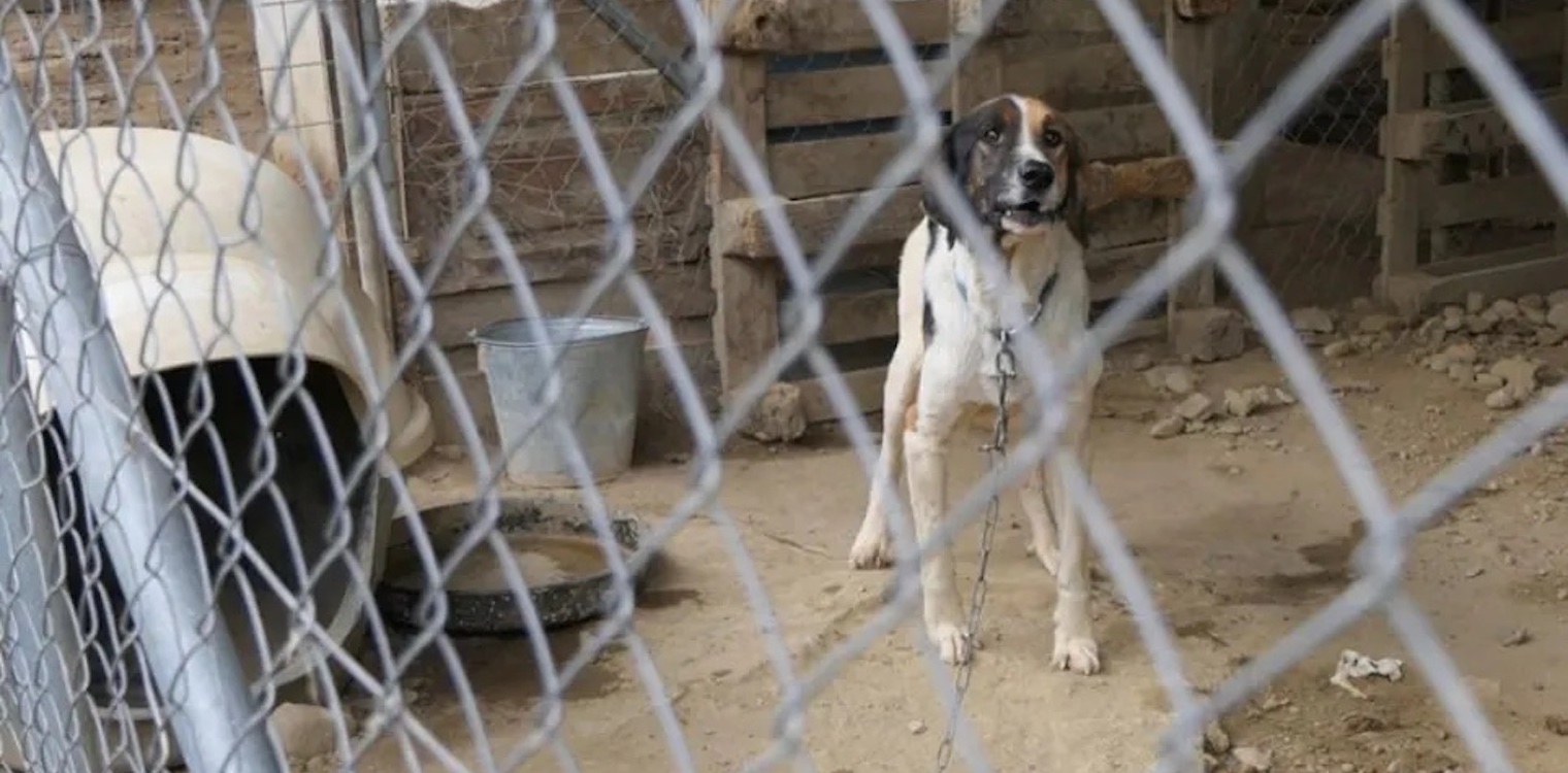 Σπάρτη: Η υπόθεση είναι ακόμη στην αρχή, λέει η Save a Greek Stray για το κολαστήριο - κυνοκομείο