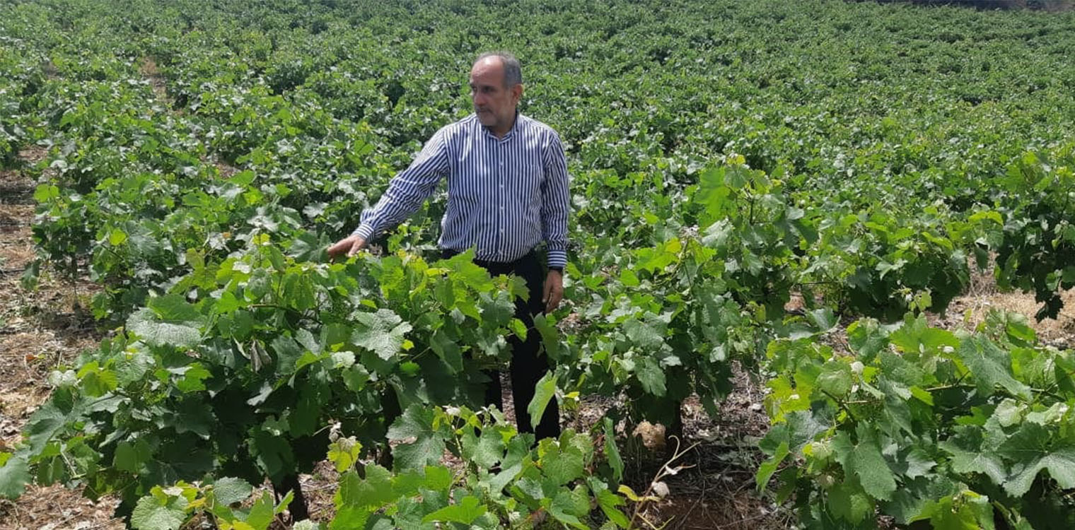 Κατσιφάρας: Απλήρωτοι οι αμπελοπαραγωγοί για πάνω από 1,5 χρόνο