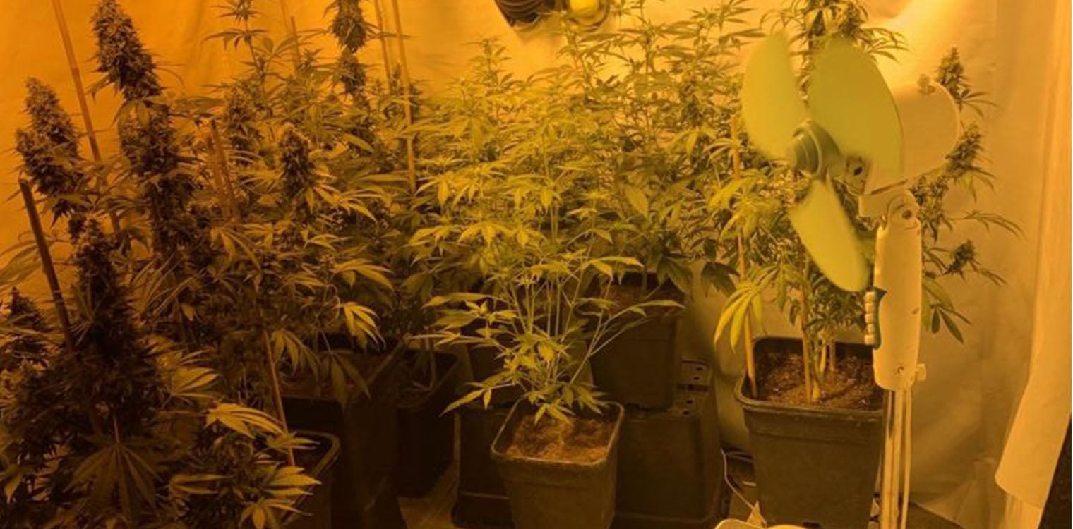 Καλαμάτα: Πυροσβέστης καλλιεργούσε χασισόδεντρα στο διαμέρισμά του δίπλα από σπίτι αστυνομικού