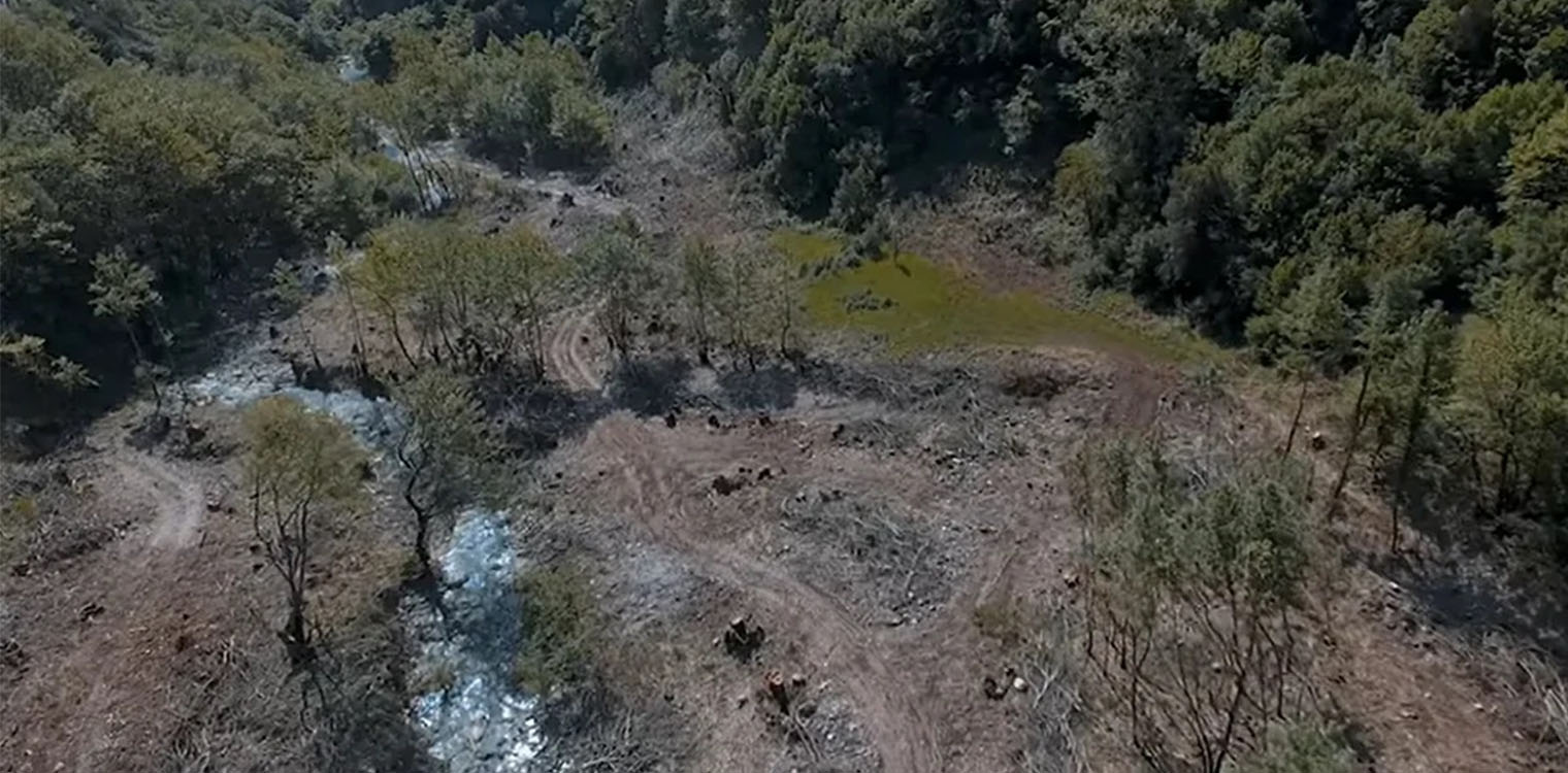 Τα Ελληνικά δάση «πεθαίνουν» - Βίντεο ντοκουμέντο με την αποξήλωση στα Τρίκαλα