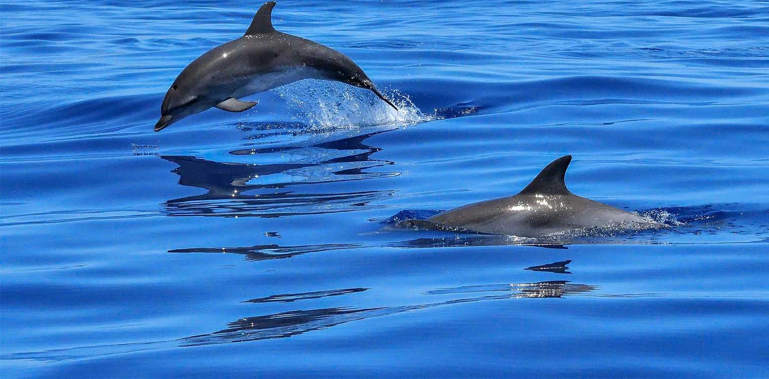 Γιατί αυξήθηκαν οι δραματικά οι θάνατοι δελφινιών στη Μαύρη Θάλασσα: Πώς μπορεί να σχετίζεται ο πόλεμος στην Ουκρανία