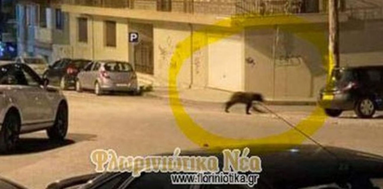 Φλώρινα: Αρκούδα βγήκε βόλτα στο κέντρο της πόλης (video)