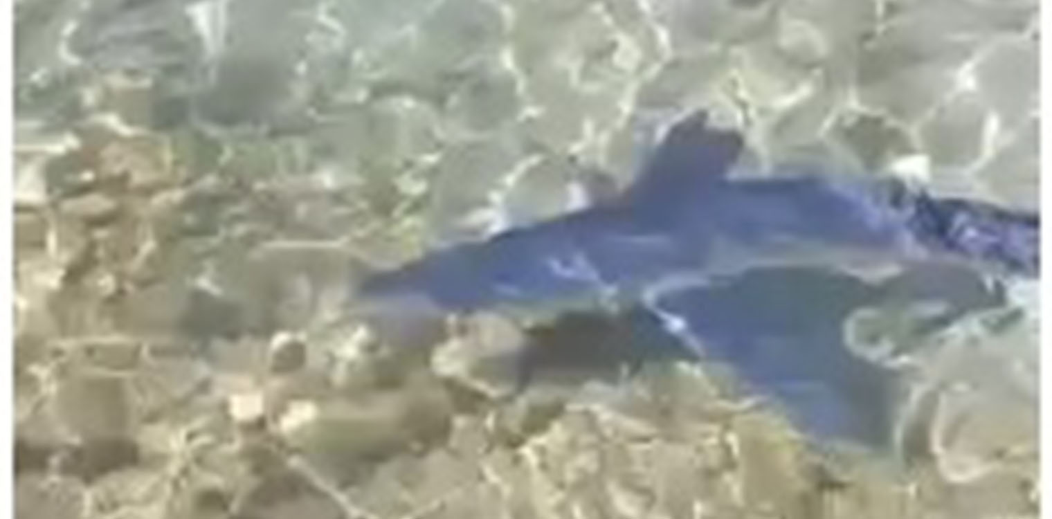 Γαλάζιος καρχαρίας έκανε την εμφάνισή του στον Μύτικα Αιτωλοακαρνανίας